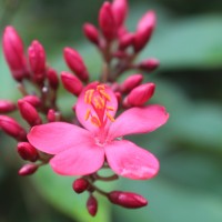 Jatropha integerrima Jacq.